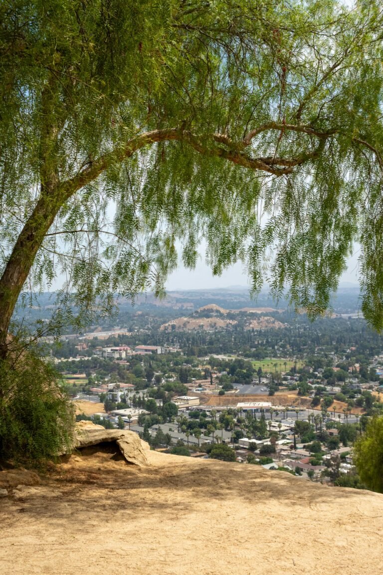 Aliso Viejo View